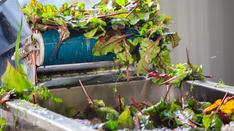 Rödbetsblast hälls ner i en kvarn. Foto.