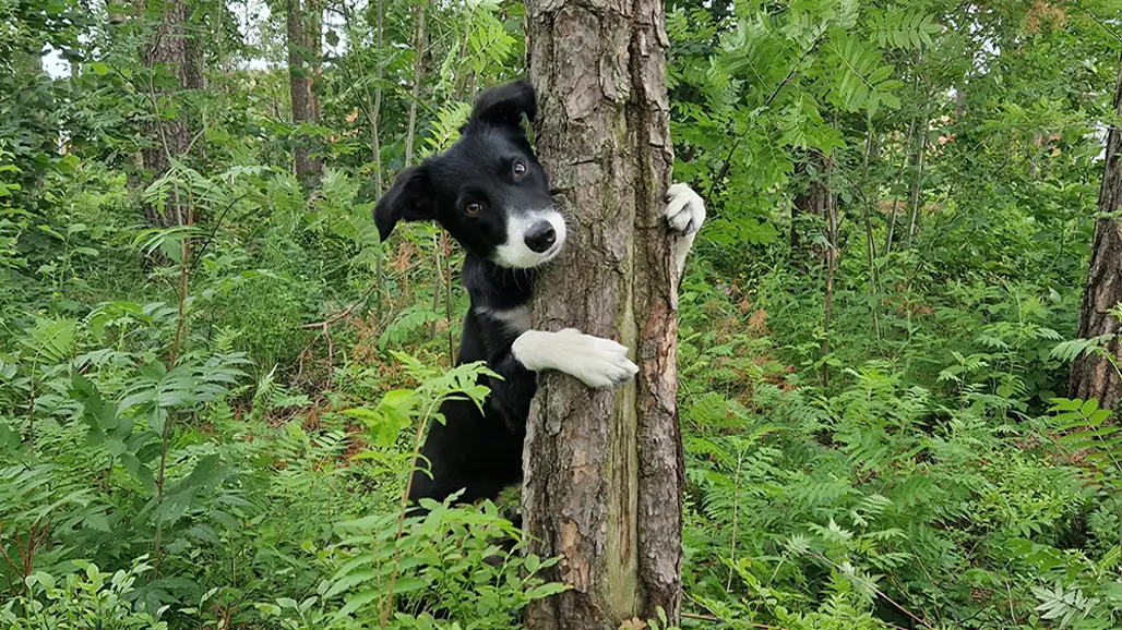 En svart border collie med vit nos och vita tassar kramar ett träd i skogen.