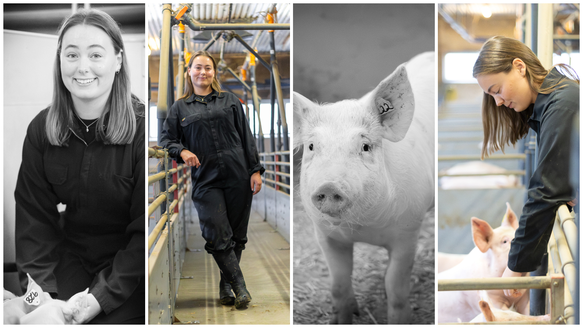 Kollage med fyra bilder av en kvinna (Astrid Bornfeldt Persson, SLU) och grisar i olika storlek från ett stall inomhus.