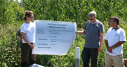 Excursion in hybrid aspen plantation. Photo Mats Hannerz.