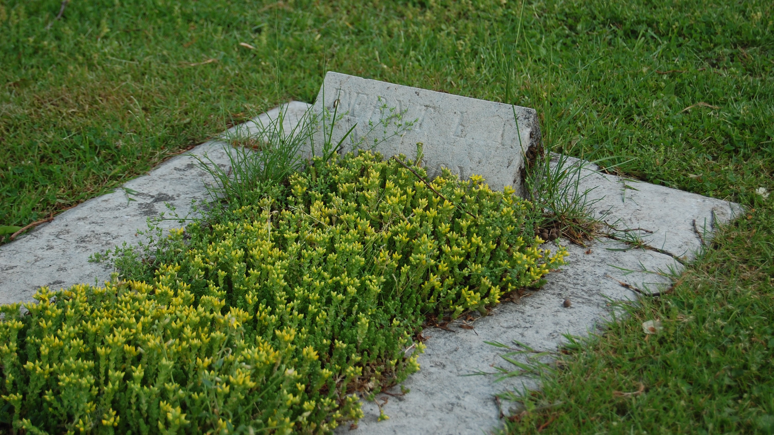 En gammal grav på en kyrkogård är täckt av gul fetknopp. 
