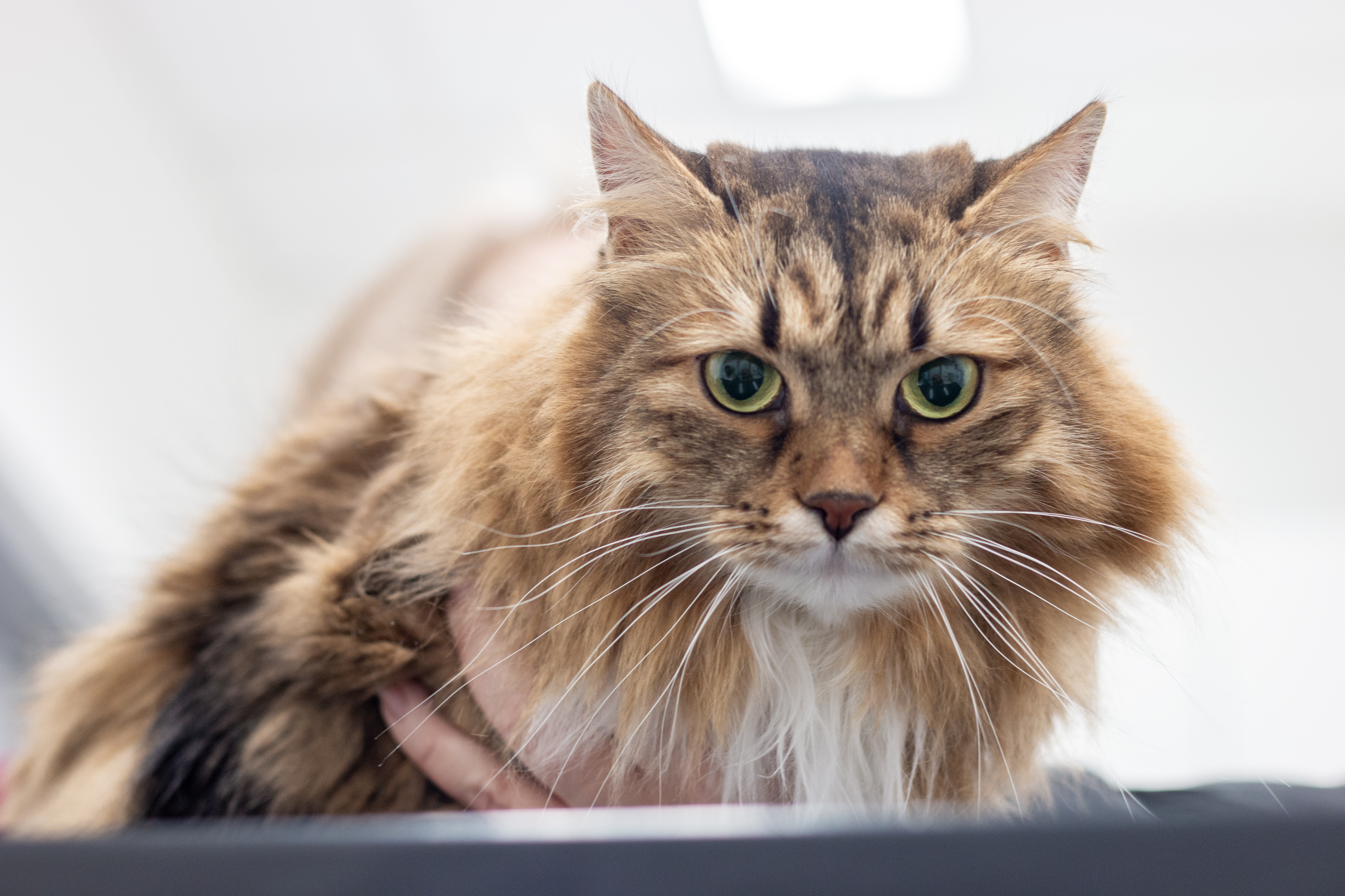 Picture of cat laying on the examination table at an animal hospital.