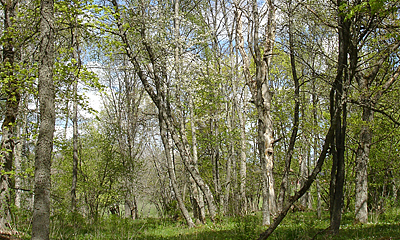 Lövblandskog, Uppland