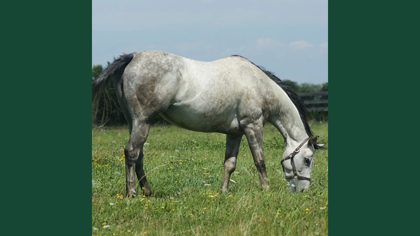 Foto av en ljusgrå häst med grimma utomhus i gräshage med skog i bakgrunden.
