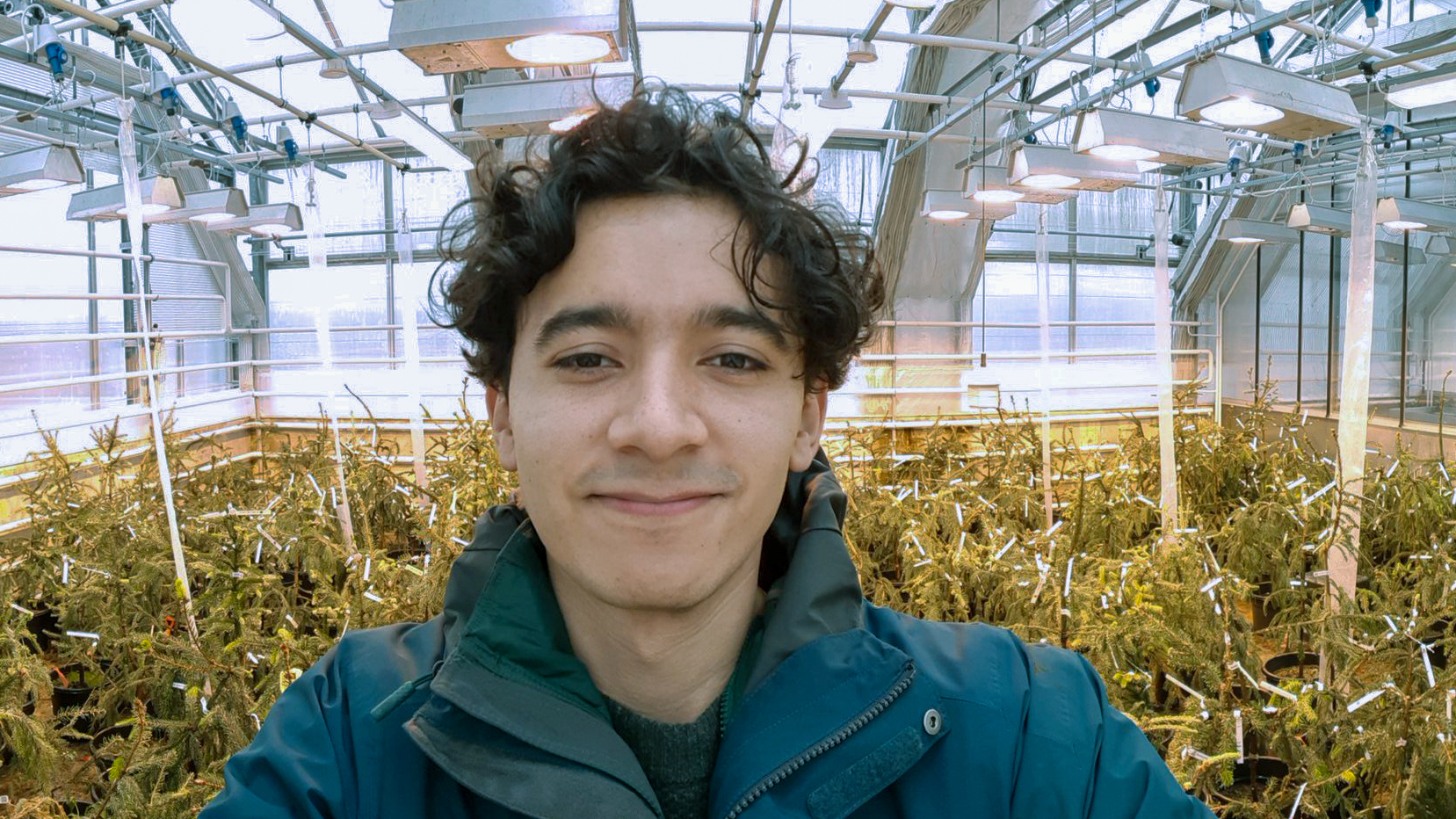 A man in a greenhouse with small Norway spruce trees in. Photo.