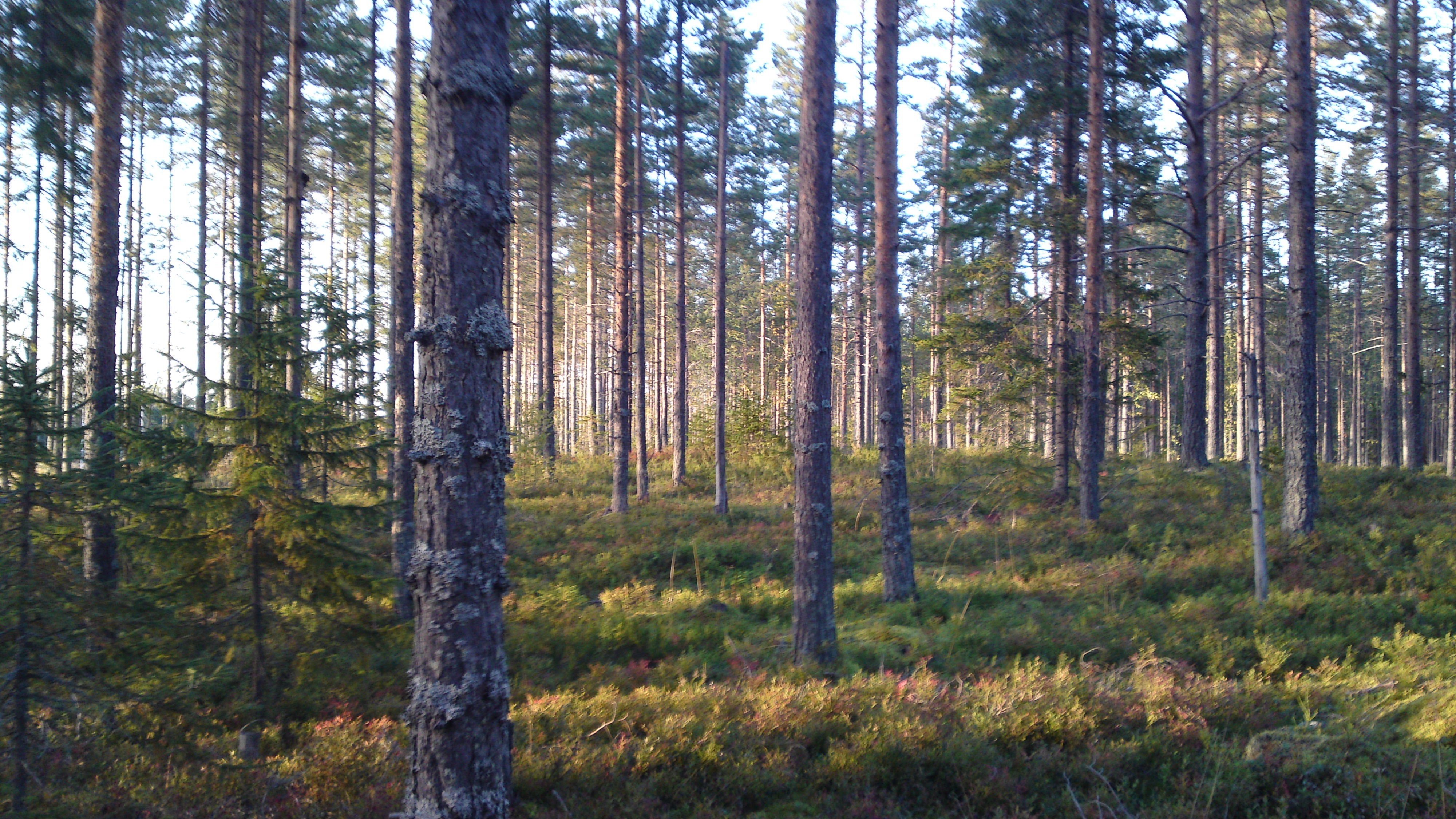 Open pine forest