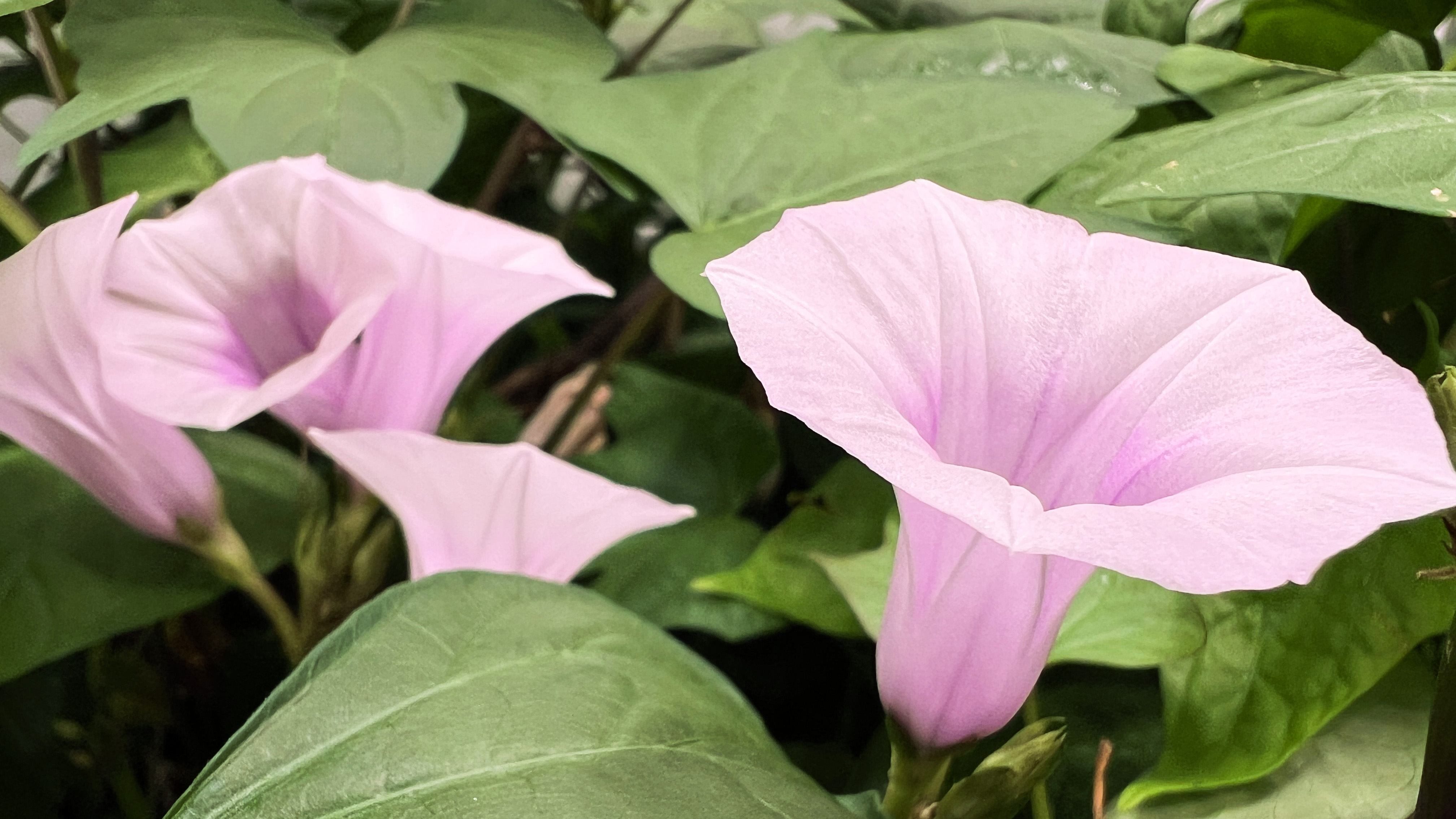Rosa, trattformad blomma på sötpotatis