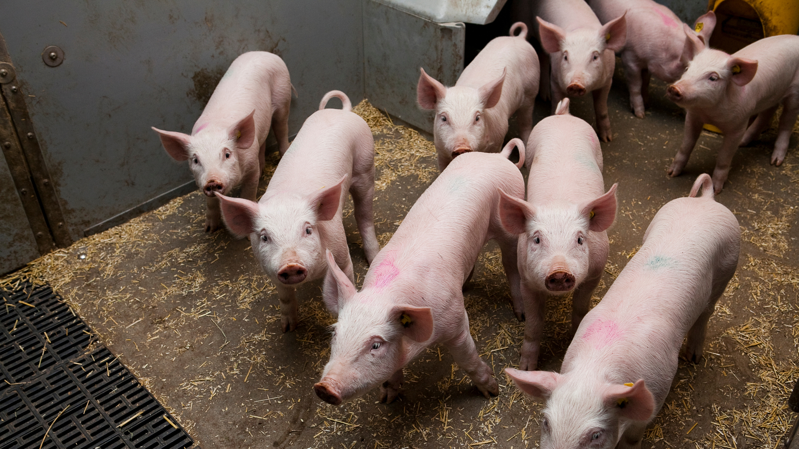 Several young pigs in a box.