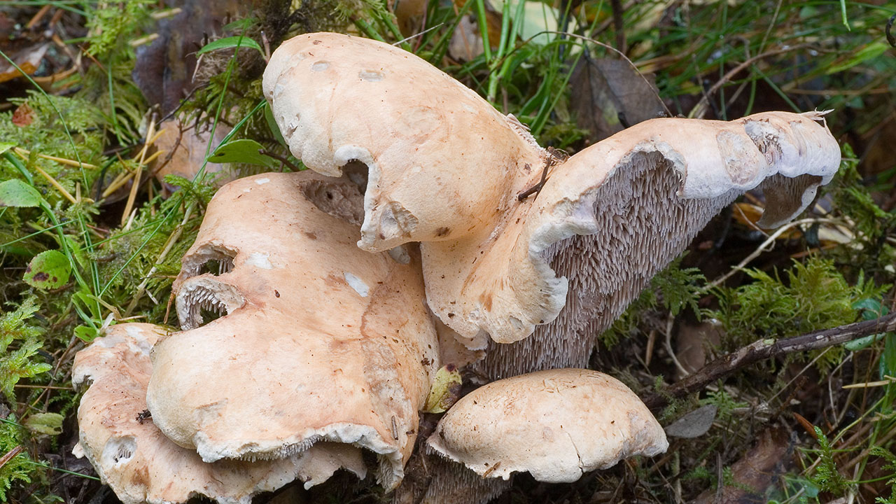 Beige taggsvampar i mossa. Foto