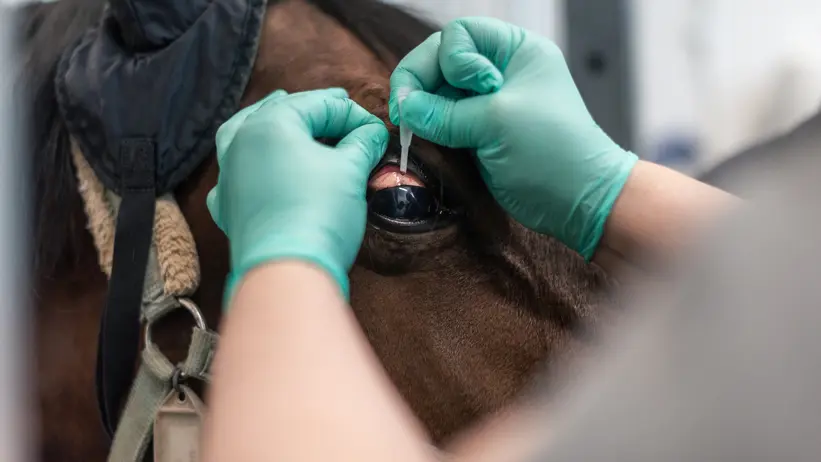 Foto av en häst som får ögondroppar av veterinär.