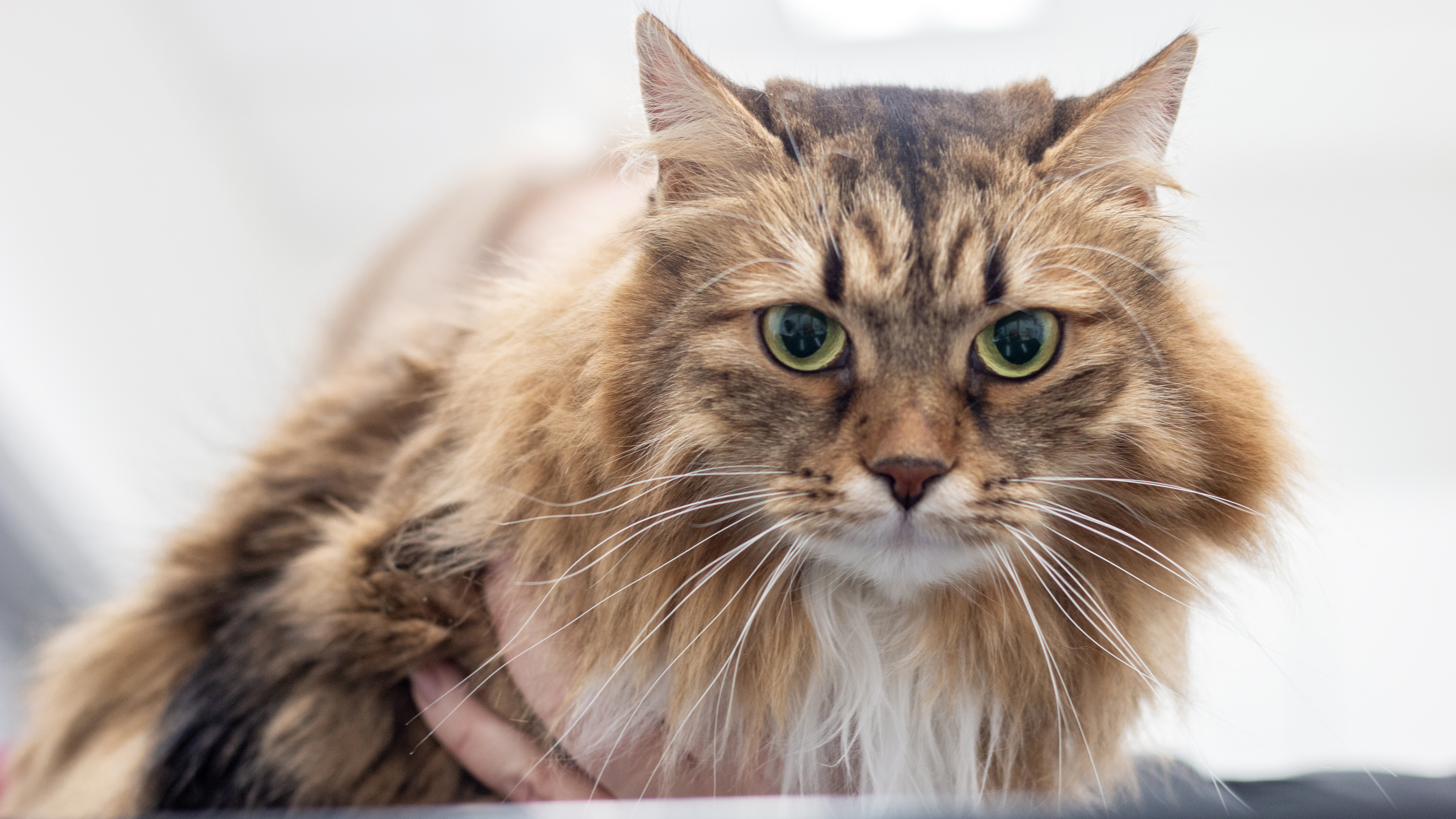 Foto av en katt hos undersökning på veterinärklinik.