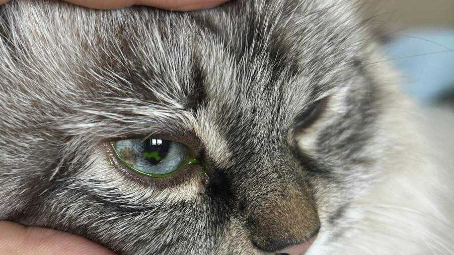 Foto av ett kattöga med grön vätska.