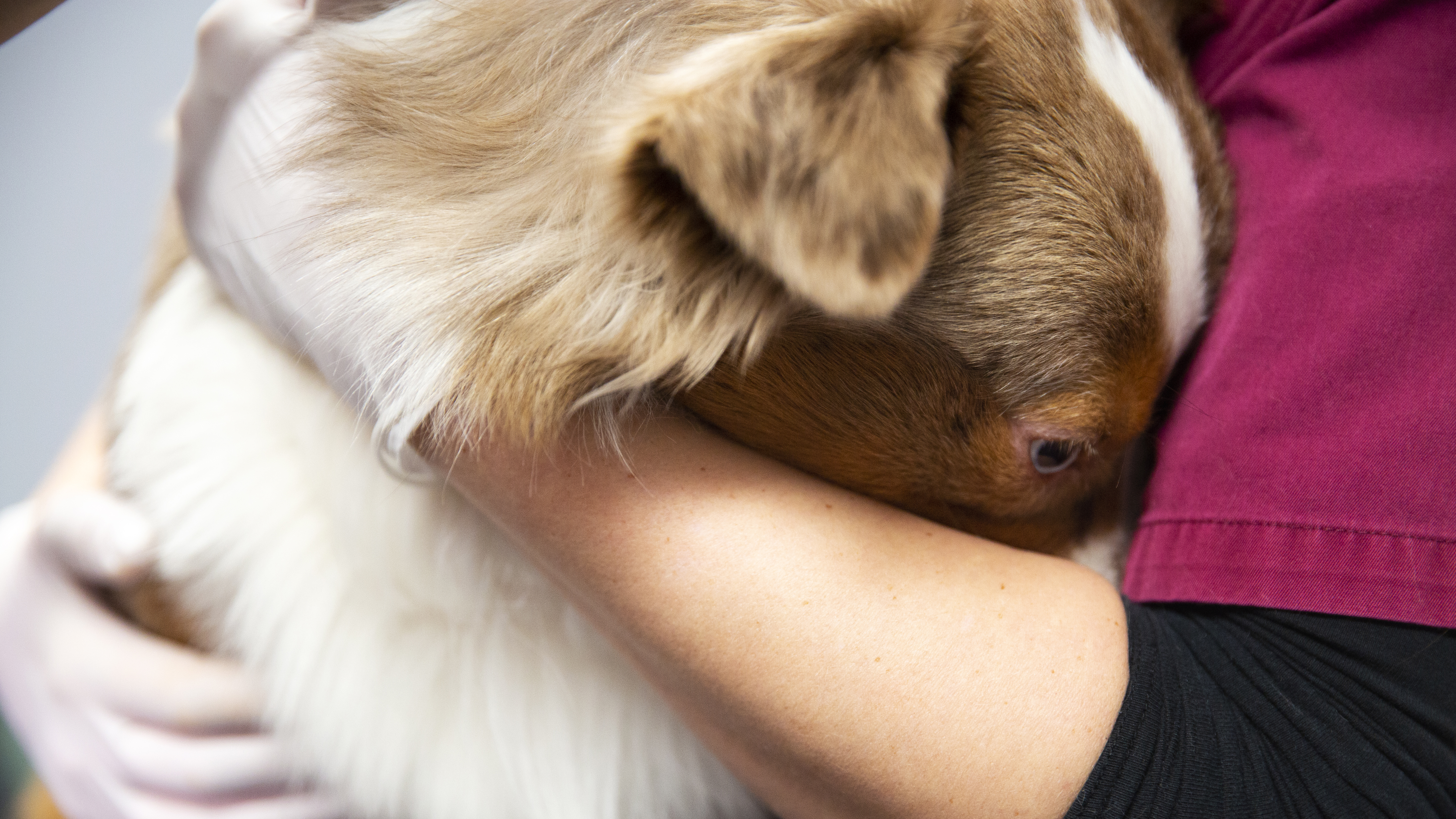 Foto av en hund på besök hos en veterinärklinik som gömmer huvudet i veterinärens famn.