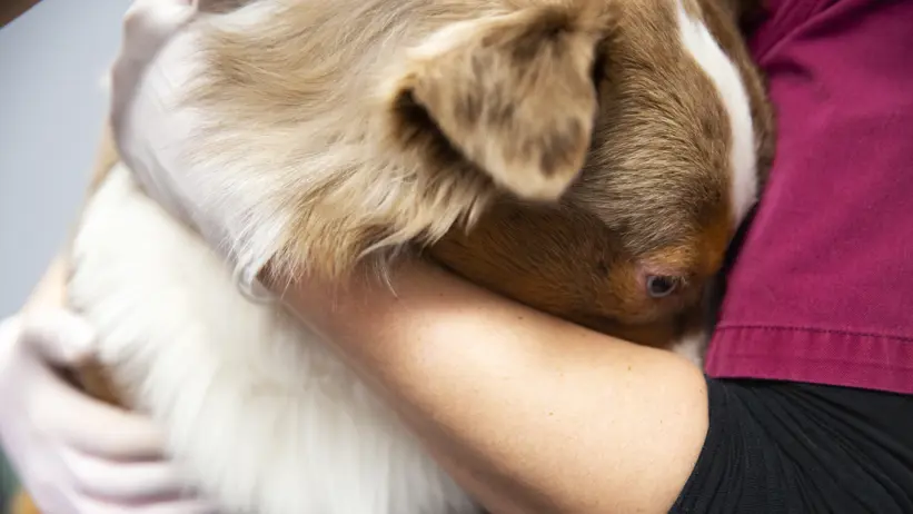 Foto av en hund på besök hos en veterinärklinik som gömmer huvudet i veterinärens famn.
