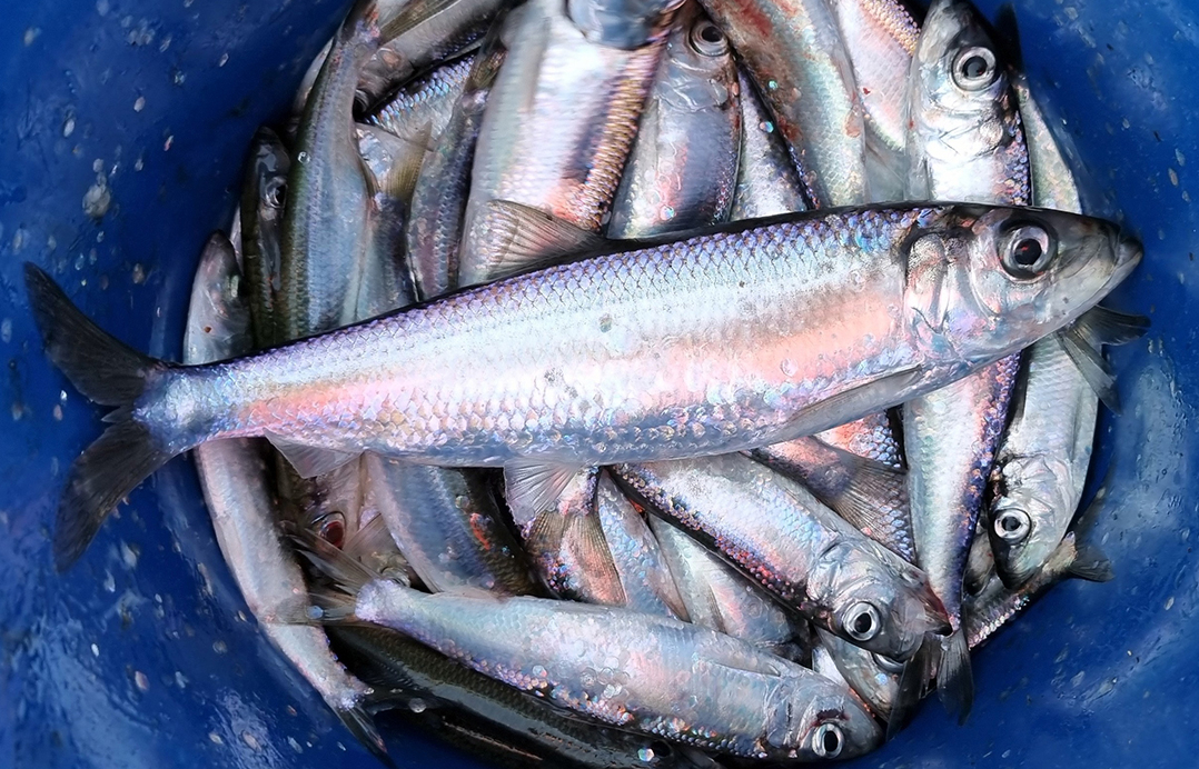 Strömmingar i en korg 