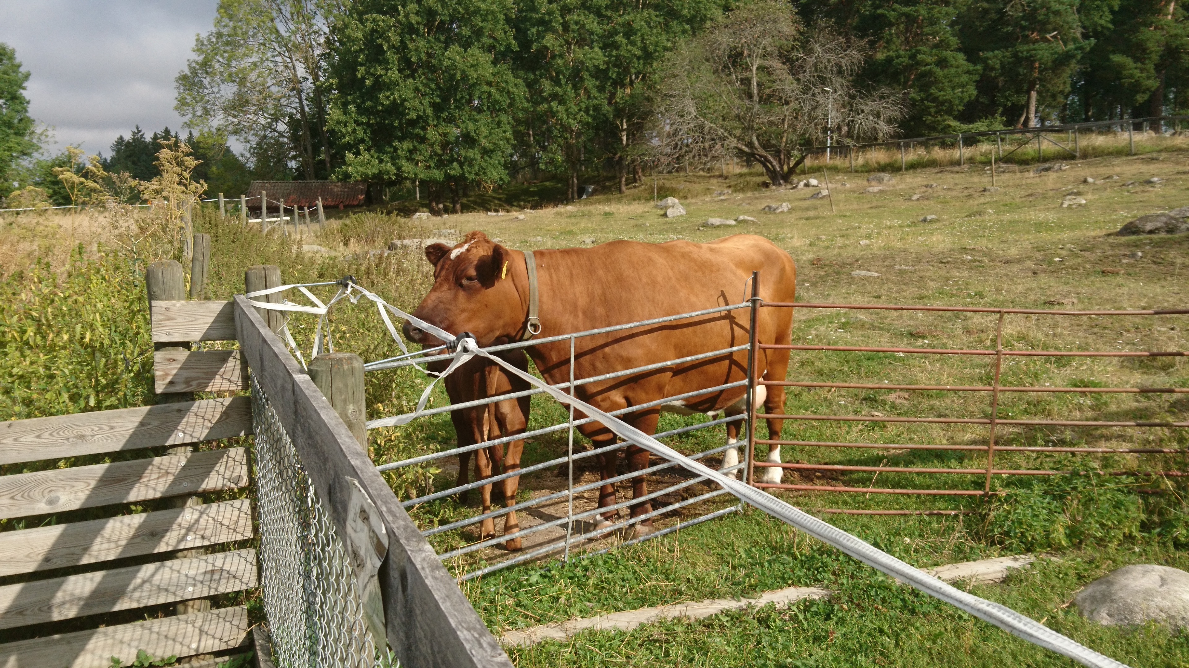 Foto av en ko med kalv utomhus i gräs, båda av rasen Rödkulla.