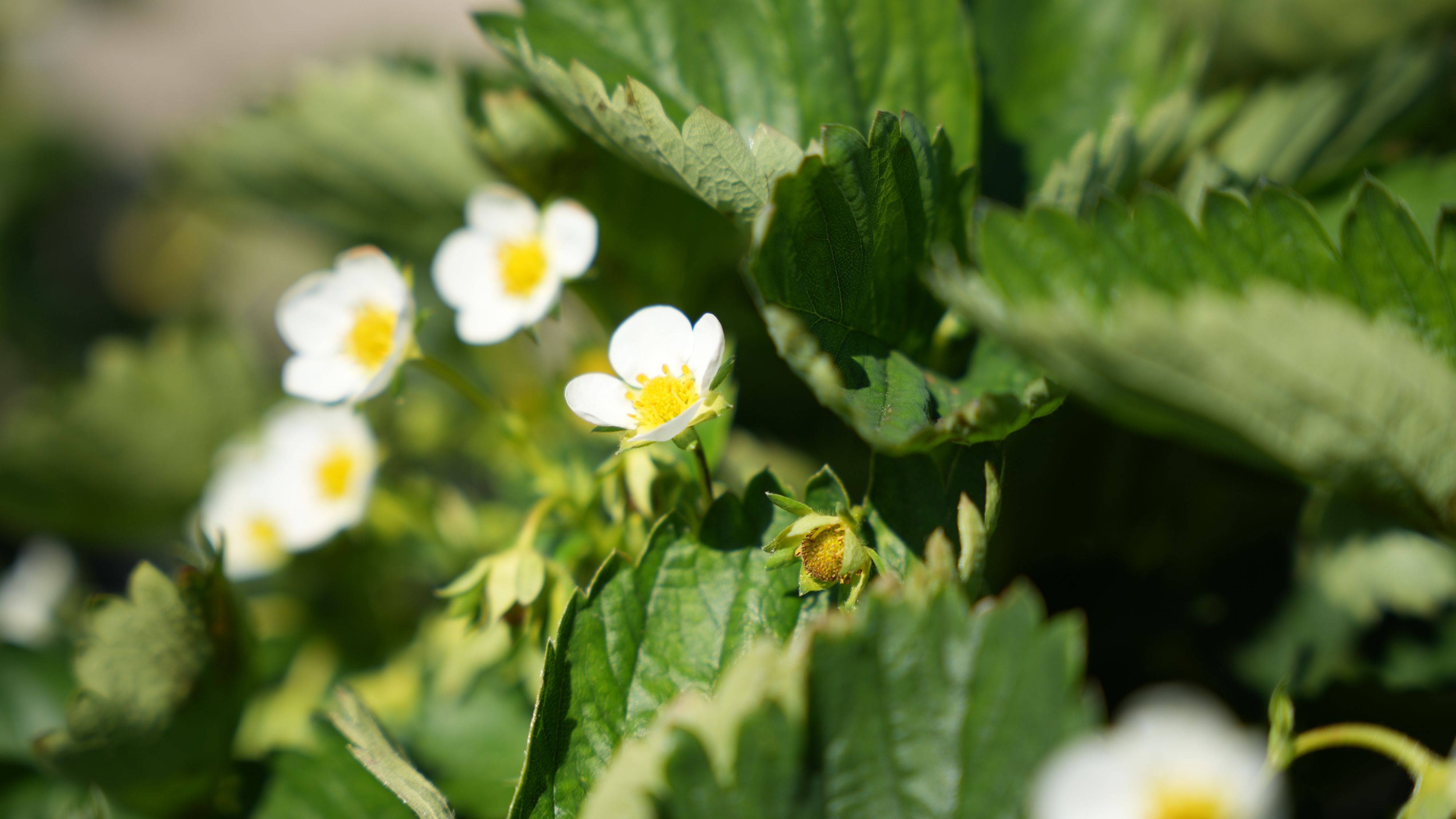 Jordgubbsblommor.