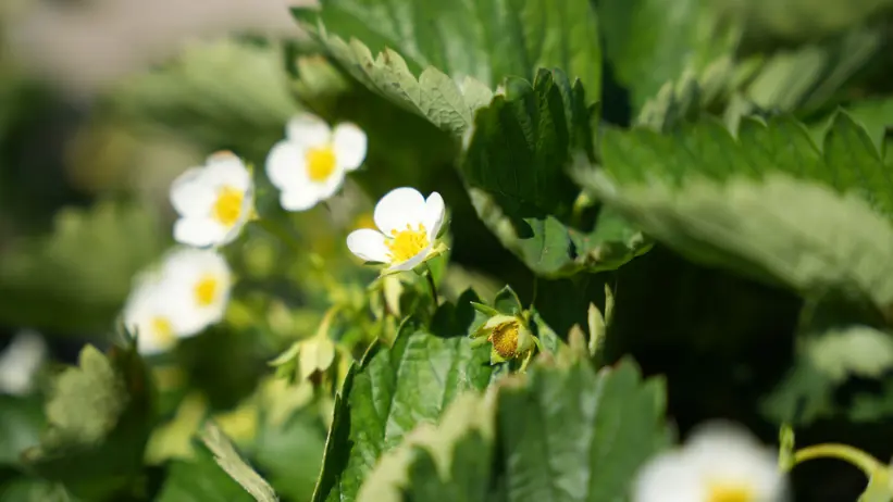 Jordgubbsblommor.