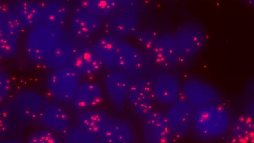 Visualisering av interaktioner mellan bornavirus och värdceller. Cellkärnorna är blå och den röda färgen visar interaktioner mellan bornavirusets fosfoprotein och det cellulära proteinet HMGB-1.