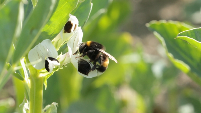 Bumblebee on flower
