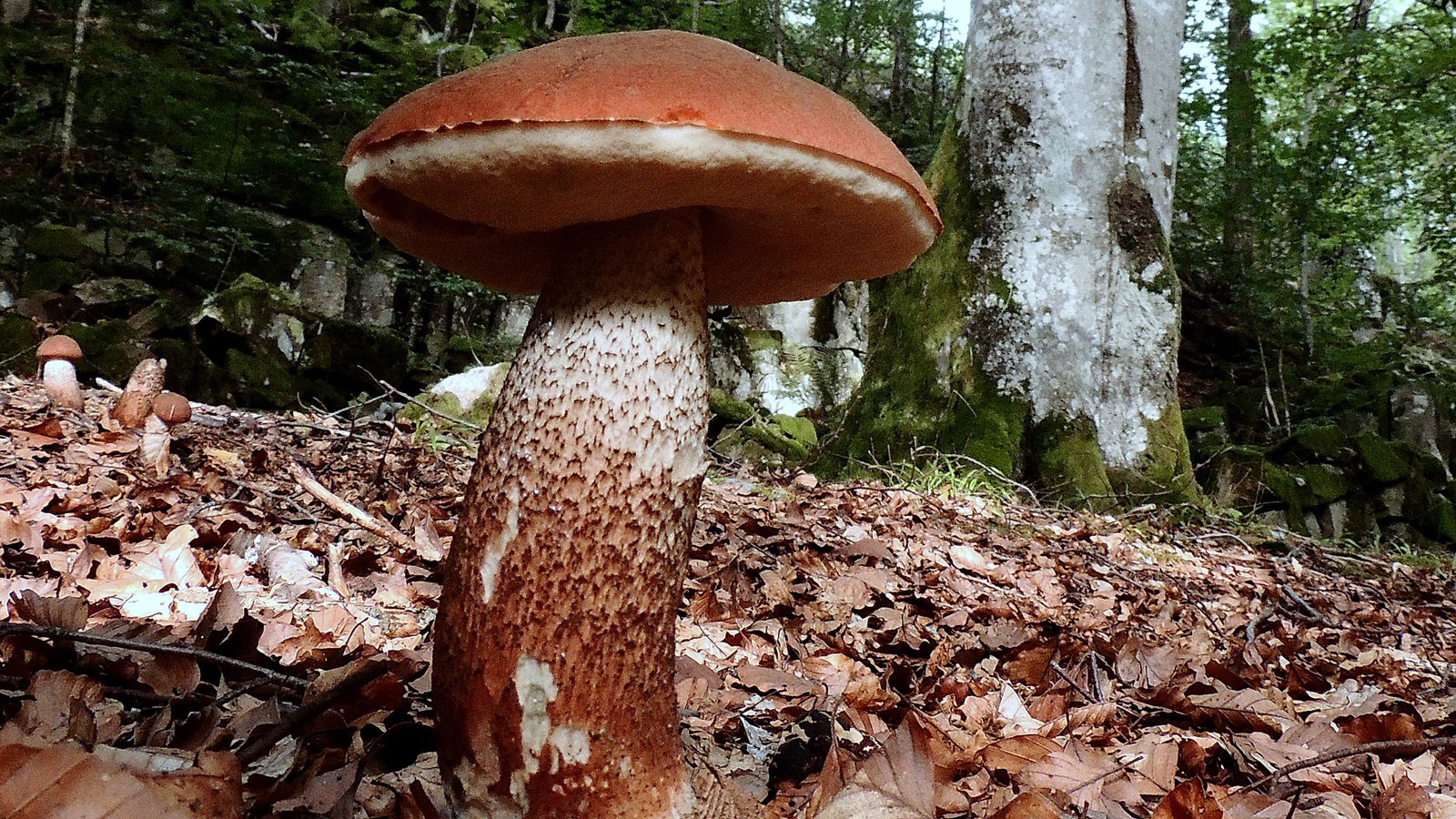 Svamp med orangebrun hatt och mörkprickig fot på skogsmark täckt av löv. Fotograferad ur grodperspektiv i lövskog.