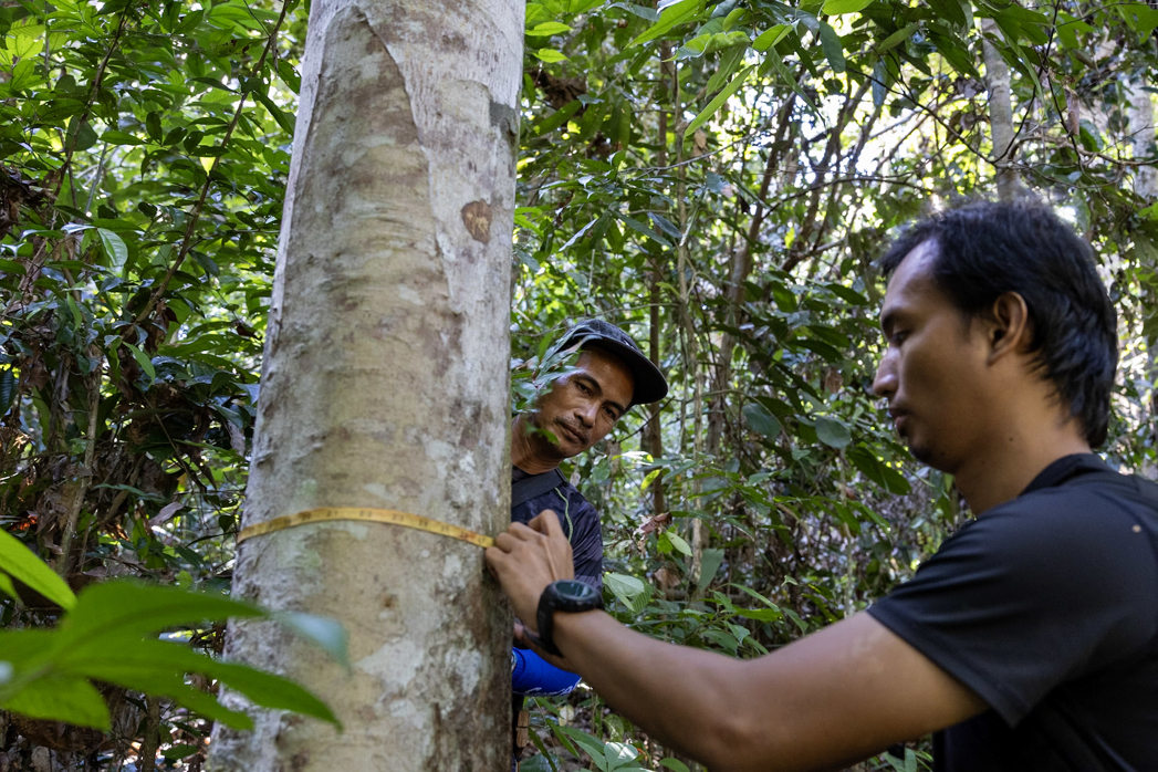 two men measuring forest