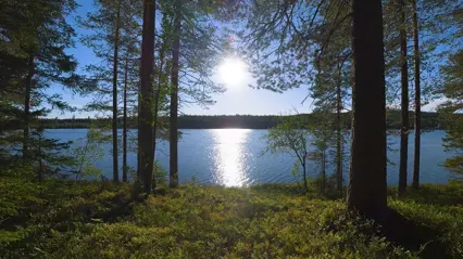 Solig skogssjö