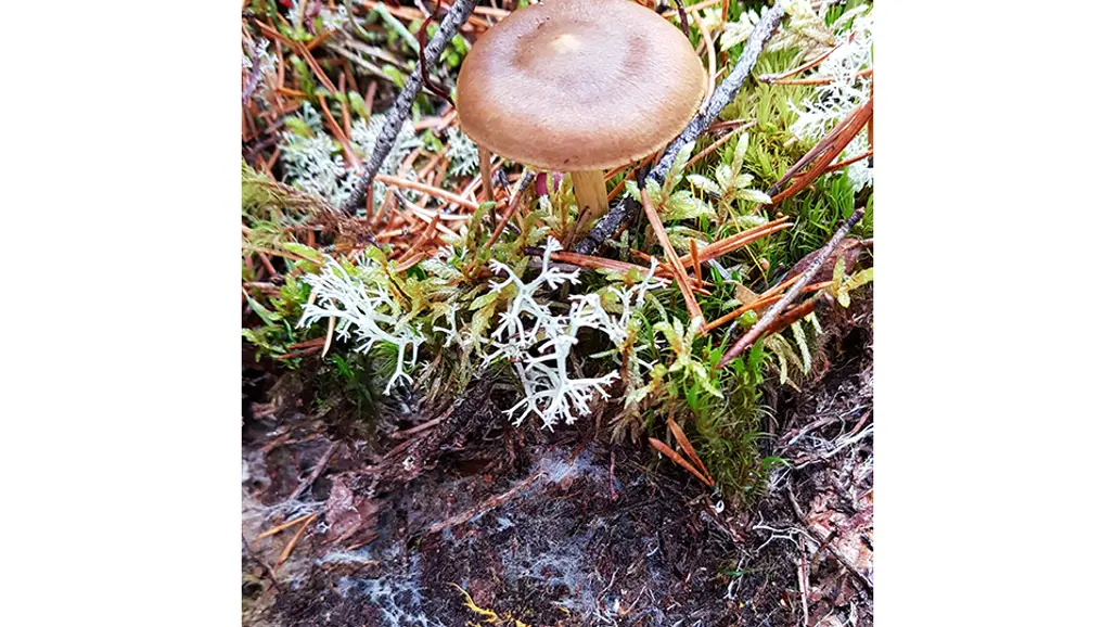 Foto på mycel.