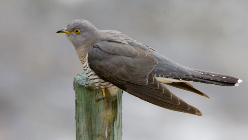 Gök sitter i profil på stolpe. Foto