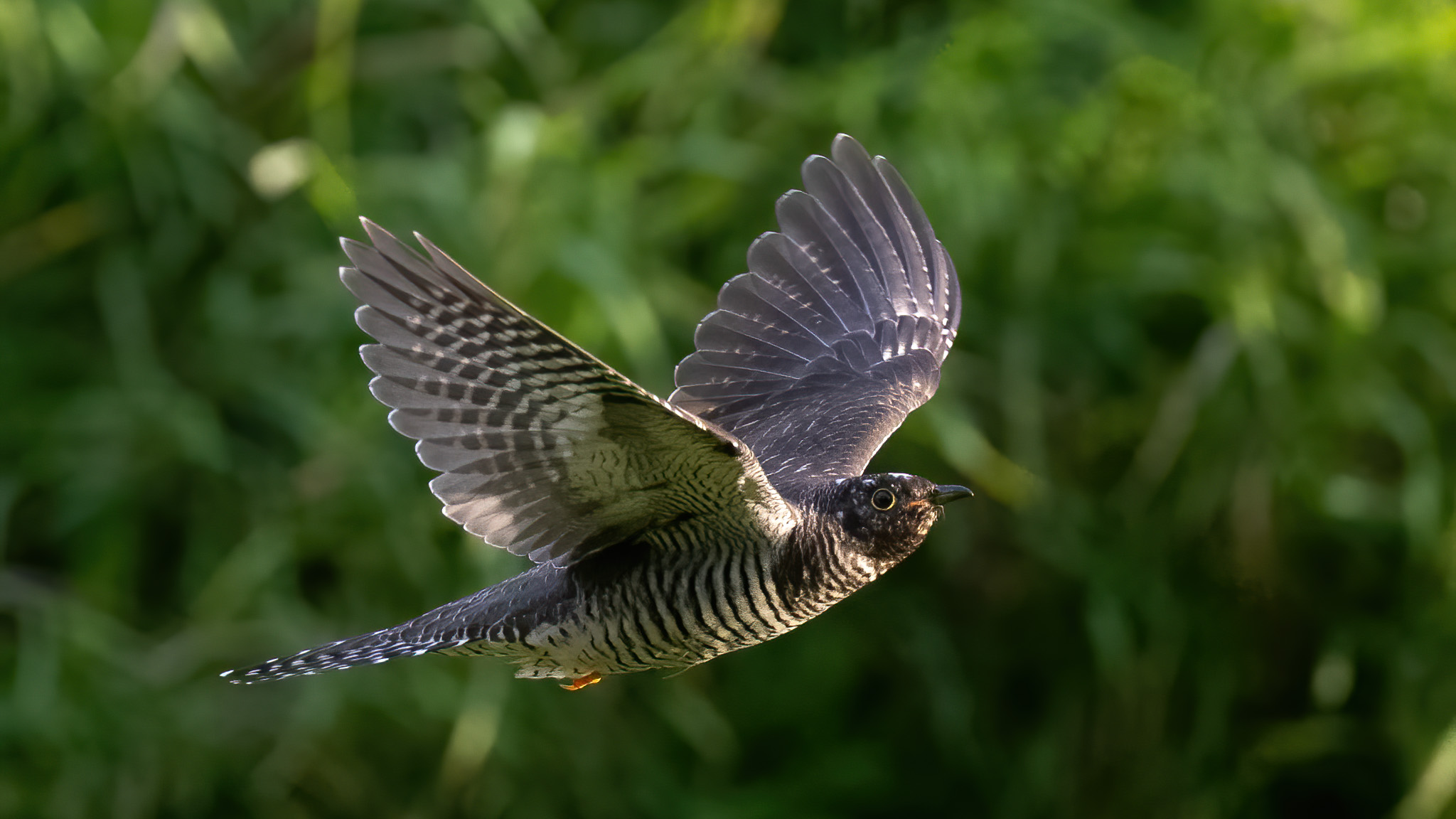 Gök flyger i framför grön bakgrund. Foto
