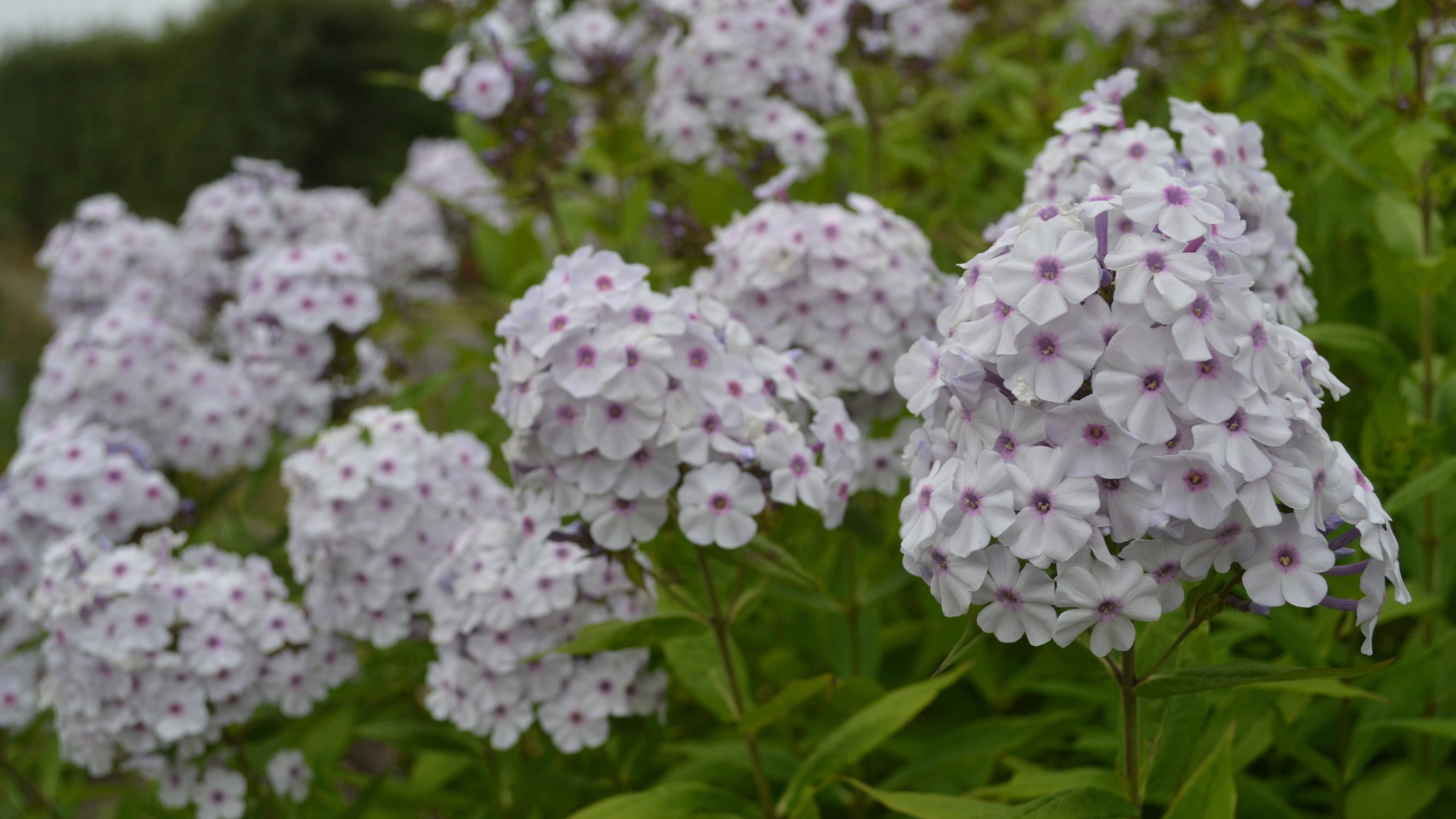 Närbild av höstfloxen 'Ingeborg från Nybro'. Sorten har vita blommor med ett lila öga.