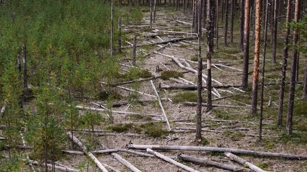Bild från ringbarkningsförsök i tallskog.