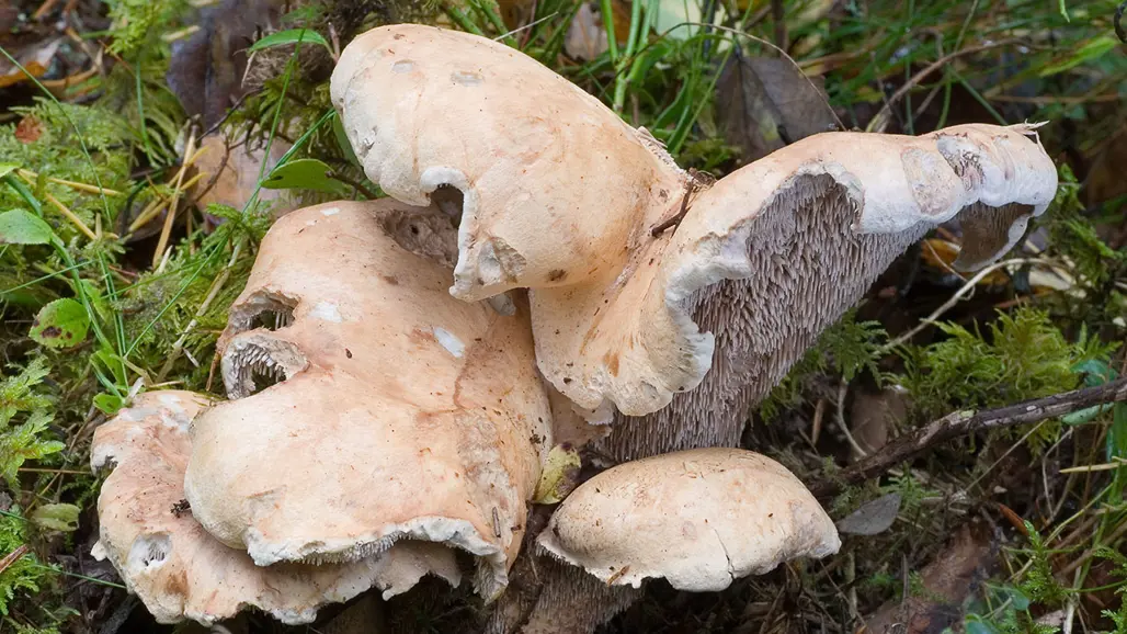 Ljussbrun svamp i mossa. Foto