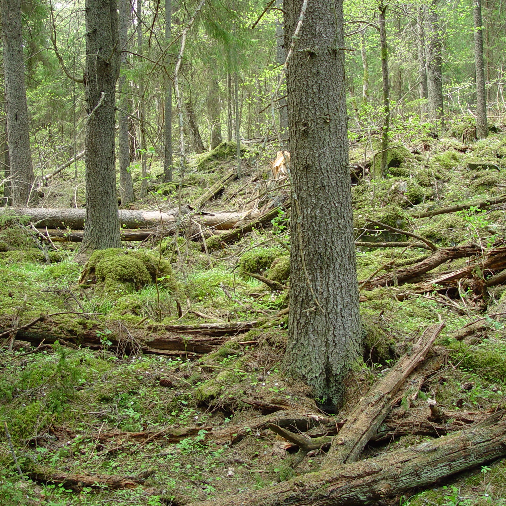 Barrskog med liggande trädstammar. Foto
