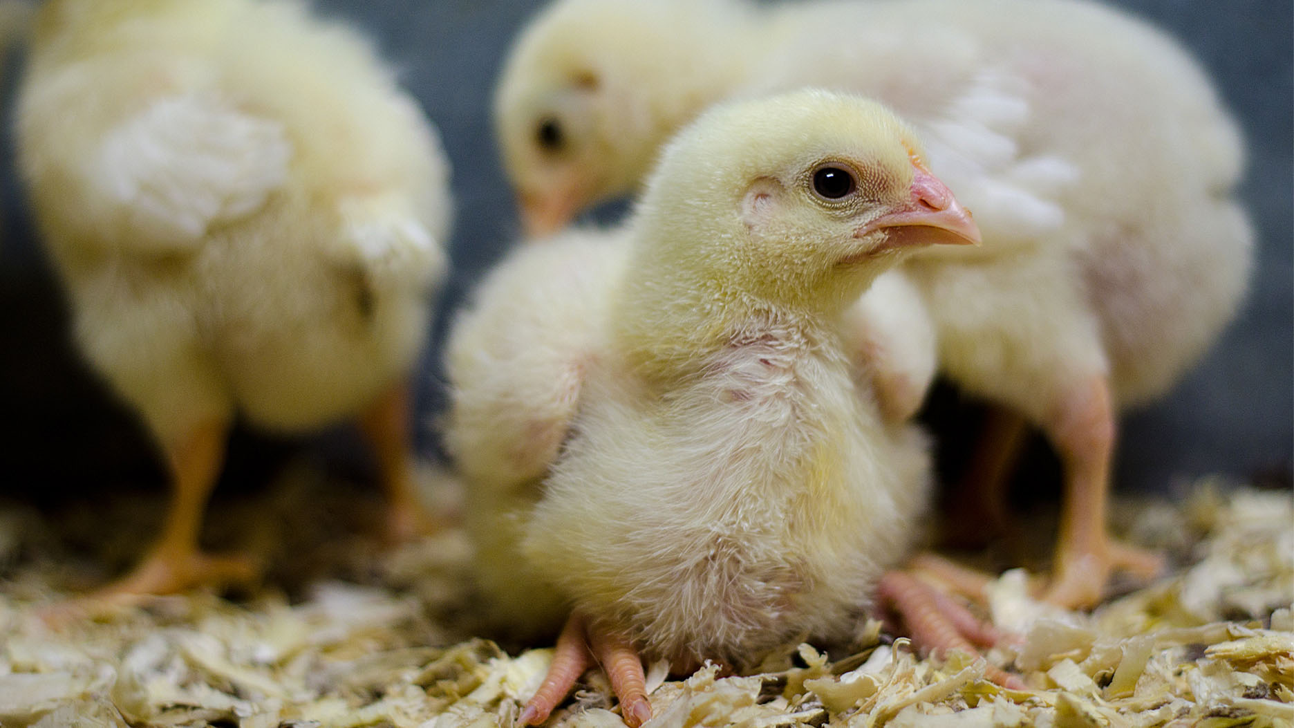 Close-up of a young chicken that has not yet grown feathers. Some other chickens in the background.