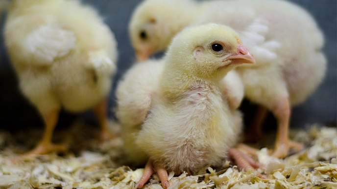 Close-up of a young chicken that has not yet grown feathers. Some other chickens in the background.
