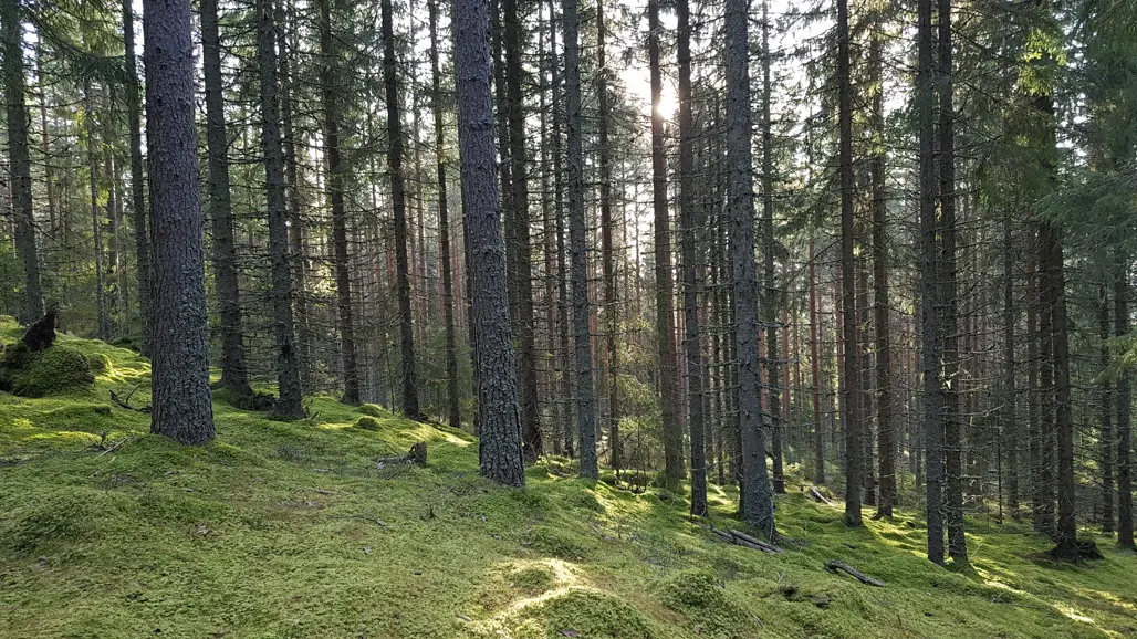 The image shows an mature Norway spruce forest that grown in the hillside of the Leksberget hill in the Siljansfors experimental forest