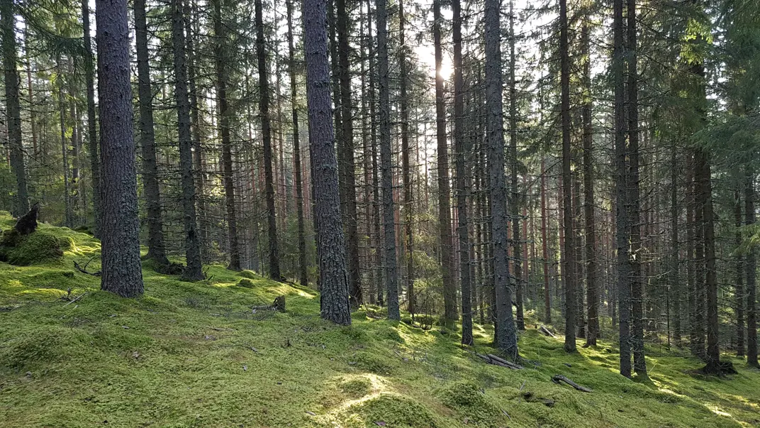 The image shows an mature Norway spruce forest that grown in the hillside of the Leksberget hill in the Siljansfors experimental forest