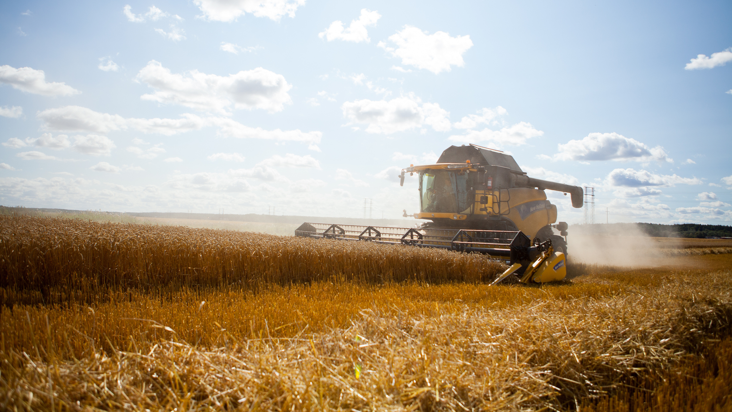 En skördetröska på ett vetefält. Foto.