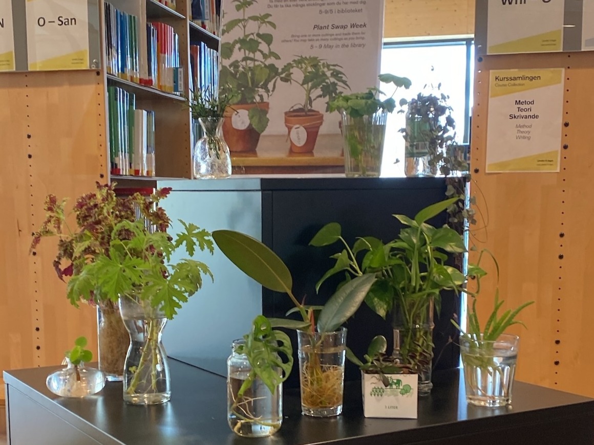 Sticklingar i biblioteket under sticklingsbytarveckan 2025.