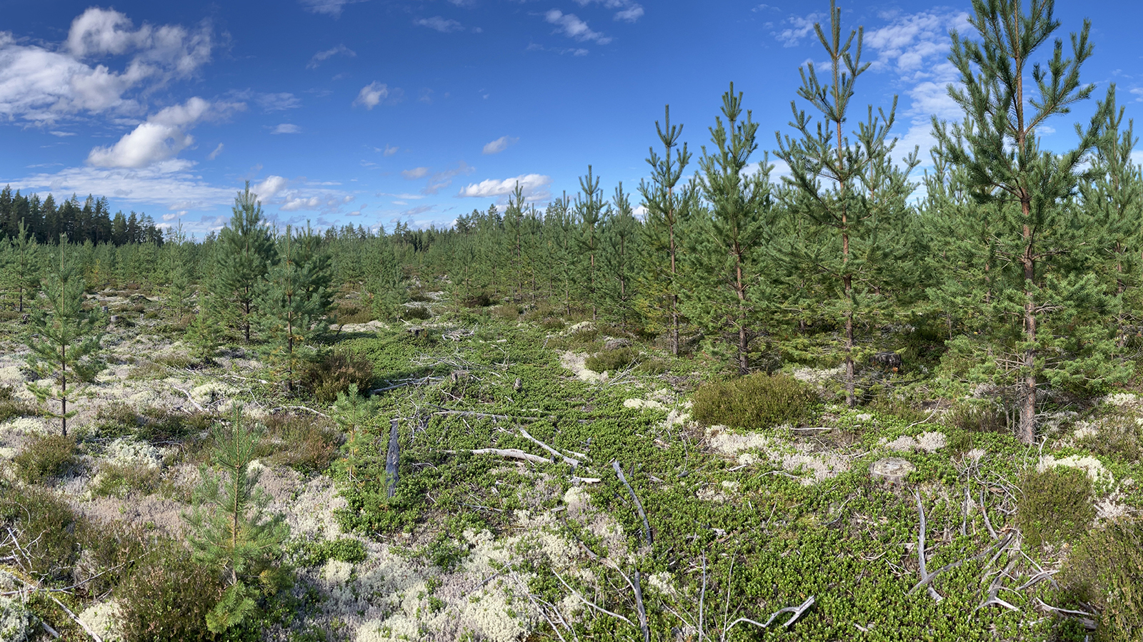 Hygge med och utan markbearbetning