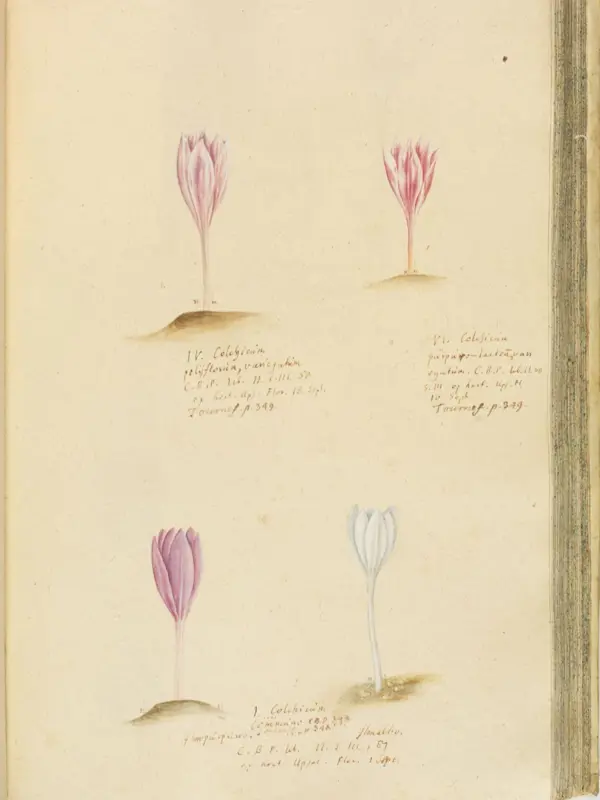 Illustrationer av vita och lila tidlösor. Boken är gammal och pappret lite gulnat.