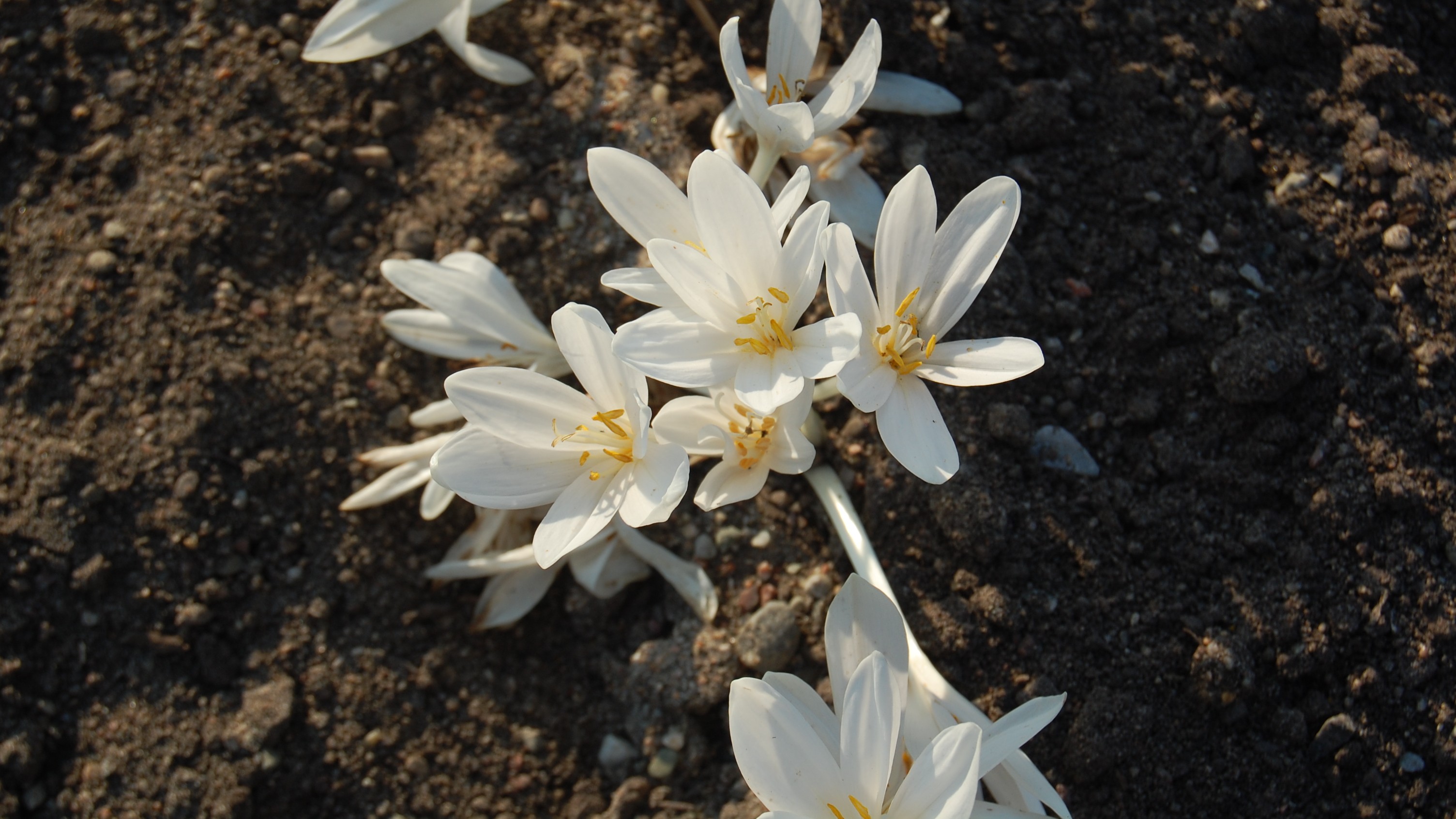 Vita tidlösor blommar. Plantorna sticker upp ur mörk bar jord. 