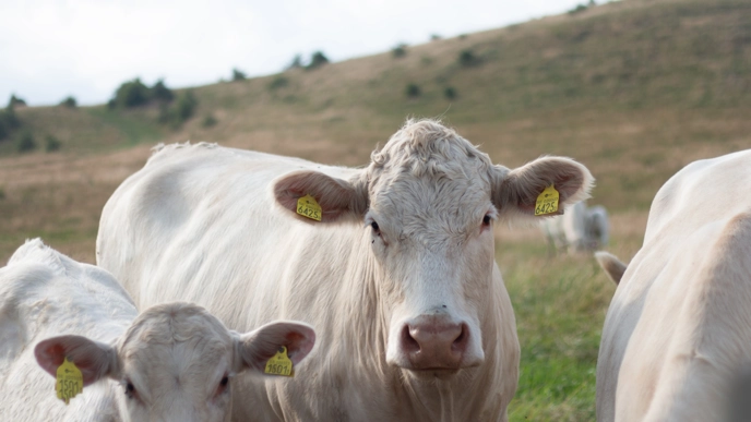 Photo of white cows outdoors during the summer.