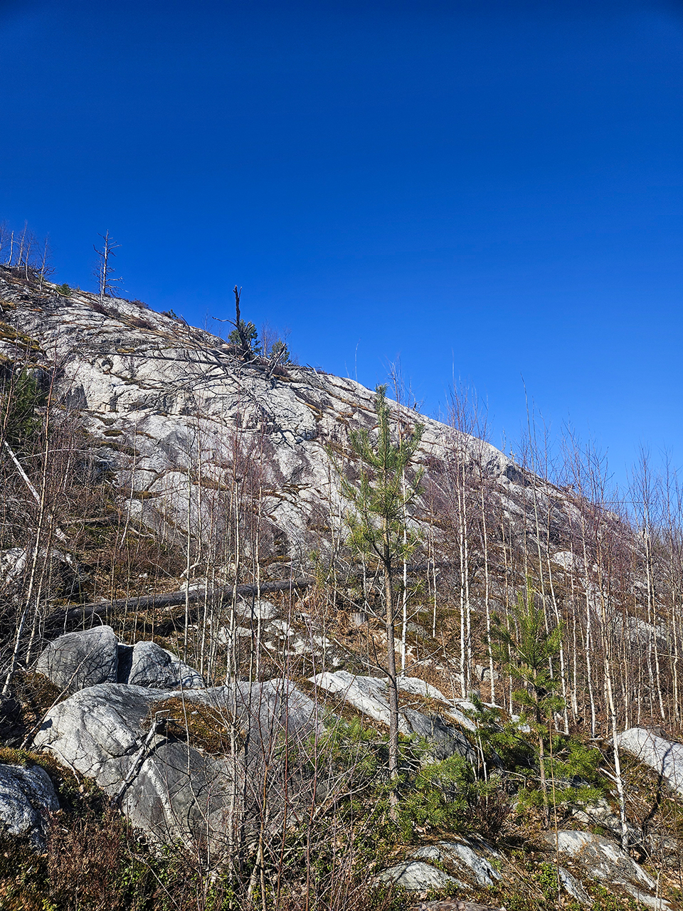 Bergig skogsmiljö med exponerad hällmark, stora stenblock och gles vegetation. Små träd och buskar växer på sluttningen, och ovanför syns en klar blå himmel. Foto.