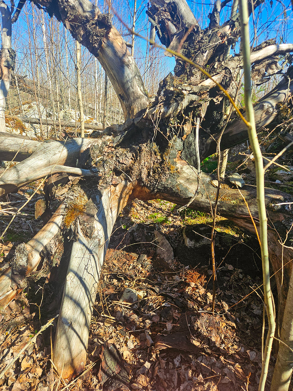 Ett omkullfallet träd med grov, vriden stam och blottad rotdel ligger korsvis över skogsmark täckt av löv och mossa. Runtom syns tunna trädstammar, grenar och en solbelyst skogsmiljö med blå himmel i bakgrunden. Foto.