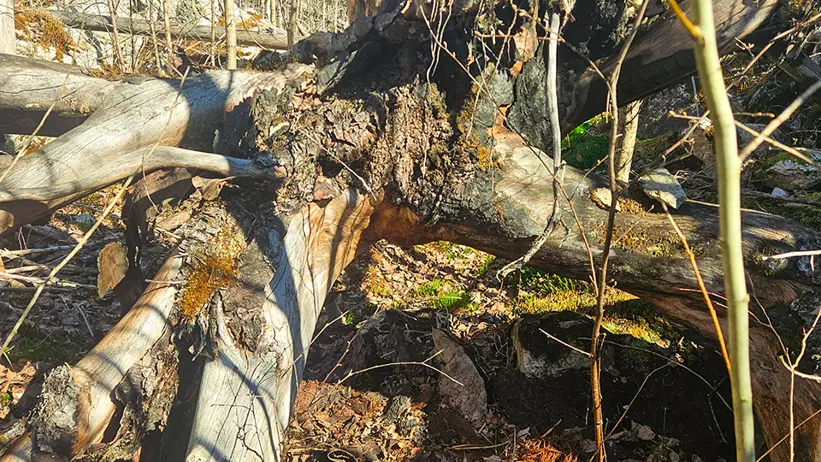 Ett omkullfallet träd med grov, vriden stam och blottad rotdel ligger korsvis över skogsmark täckt av löv och mossa. Runtom syns tunna trädstammar, grenar och en solbelyst skogsmiljö med blå himmel i bakgrunden. Foto.