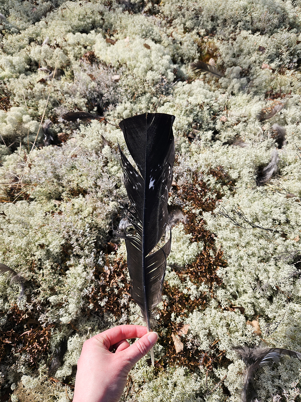 En hand håller upp en mörk fågelfjäder ovanför skogsmark täckt av ljus lav och mossa. Ytterligare fjädrar syns spridda på marken runtom. Foto.