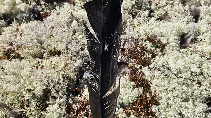En hand håller upp en mörk fågelfjäder ovanför skogsmark täckt av ljus lav och mossa. Ytterligare fjädrar syns spridda på marken runtom. Foto.