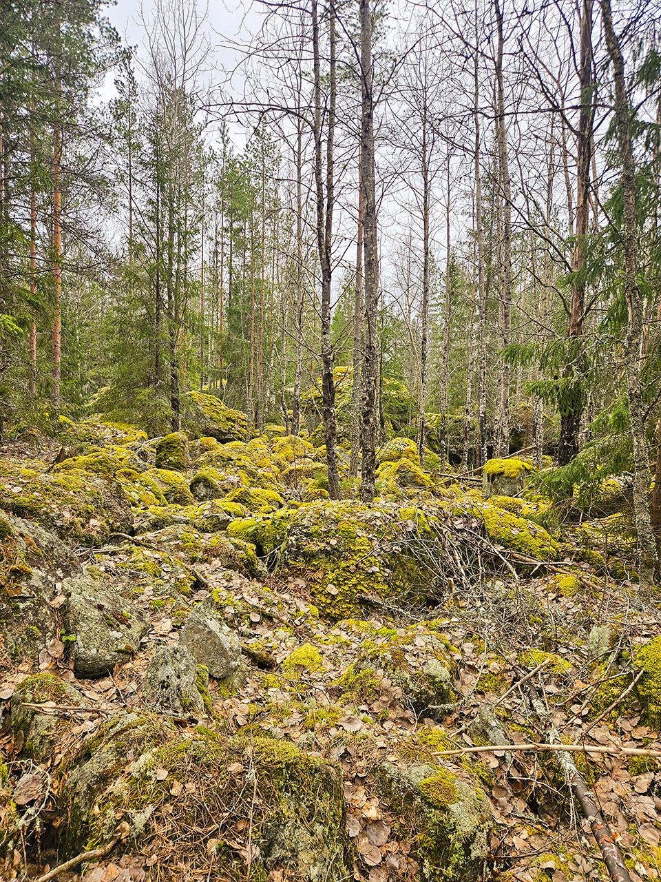 Skogsmiljö med mossklädda stenar, lav och mark täckt av löv. Blandade barr- och lövträd står glest utspridda i bakgrunden, och terrängen är kuperad med synliga klippor och stenblock. Foto.